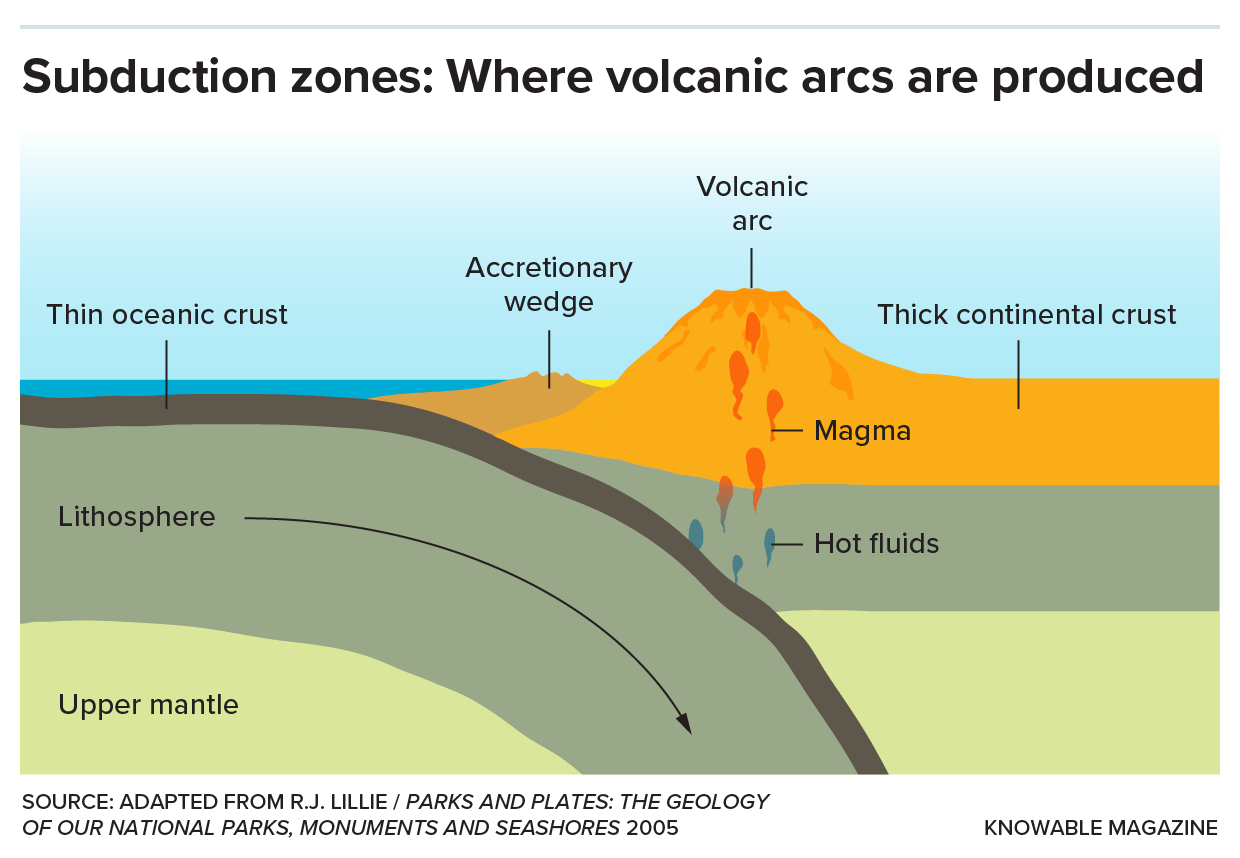 When plates converge at subduction zones, the thin, dense oceanic crust sinks beneath the thick, buoyant continental crust. Volcanoes form when the subducting oceanic plate becomes hot enough to melt materials and create magma that rises to the surface as lava.